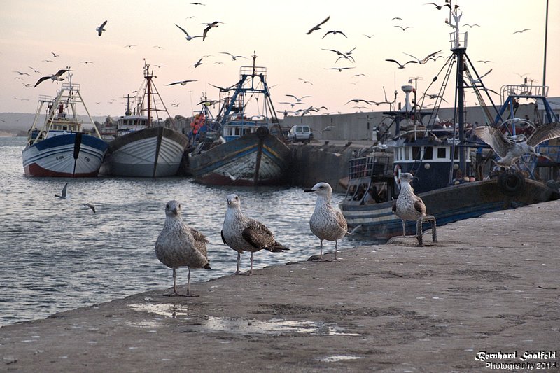 Bernhard Saalfeld - Moeven im Hafen von Essaouira